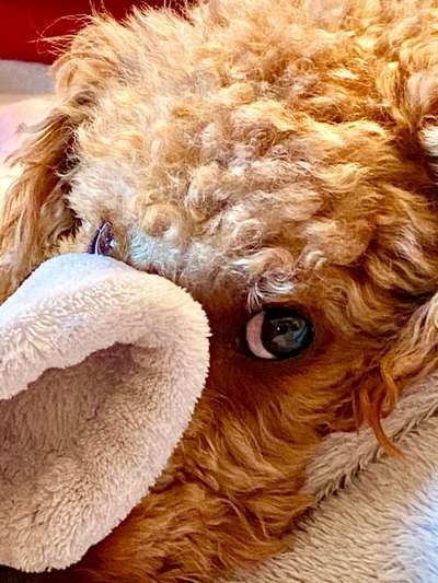 Dogorama Photo Challenge - Tarnung ist alles-Beitrag-Bild