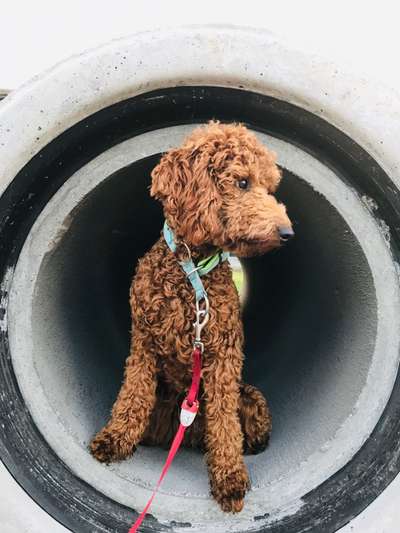 Dogorama Photo Challenge - Schattiges Plätzchen-Beitrag-Bild