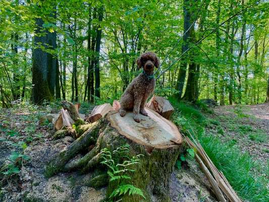 Fotowettbewerb Natur-Beitrag-Bild