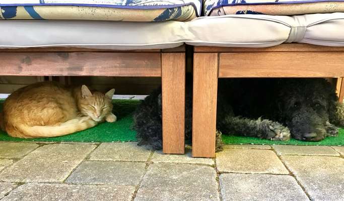 Dogorama Photo Challenge - Schattiges Plätzchen-Beitrag-Bild