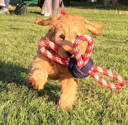 Dogorama Photo Challenge - Spielgesicht-Beitrag-Bild