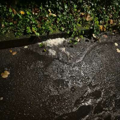 Giftköder-Unklare Substanz am Straßenrand-Bild