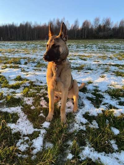 Hundetreffen-Hundetreffen für Spiel und Gassirunden-Bild