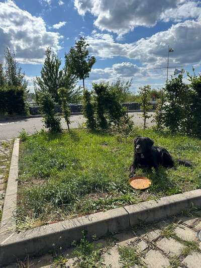 Hundetreffen-Kennen lernen & gemeinsames spielen-Bild