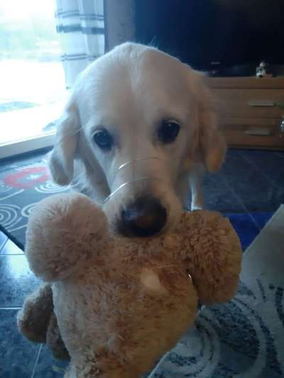 Dein Hund im Dogorama-Kalender 2021-Beitrag-Bild