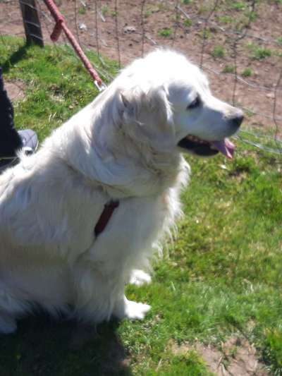 Dein Hund im Dogorama-Kalender 2021-Beitrag-Bild