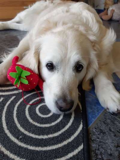 Dein Hund im Dogorama-Kalender 2021-Beitrag-Bild