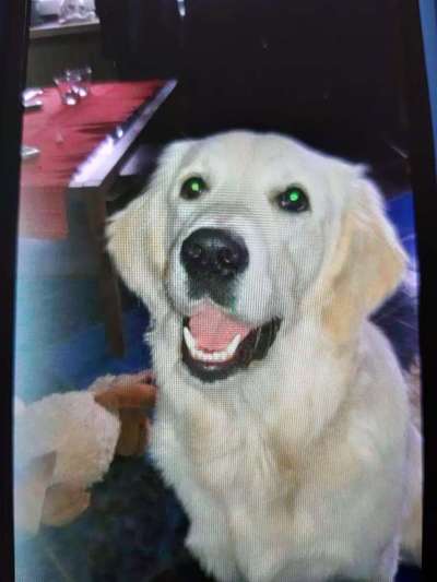 Dein Hund im Dogorama-Kalender 2021-Beitrag-Bild