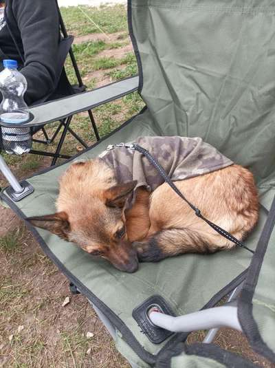 Die Dogorama Wochen Challenge-Beitrag-Bild