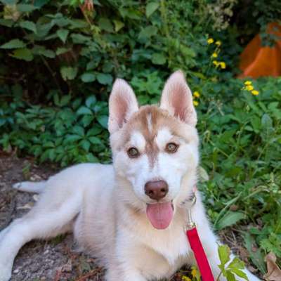 Hundetreffen-Welpentreffen Forbach (Murgtal)-Bild
