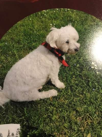 Dogorama Photo Challenge - Tre Chic!-Beitrag-Bild