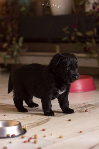 Welpen Bilder !-Beitrag-Bild