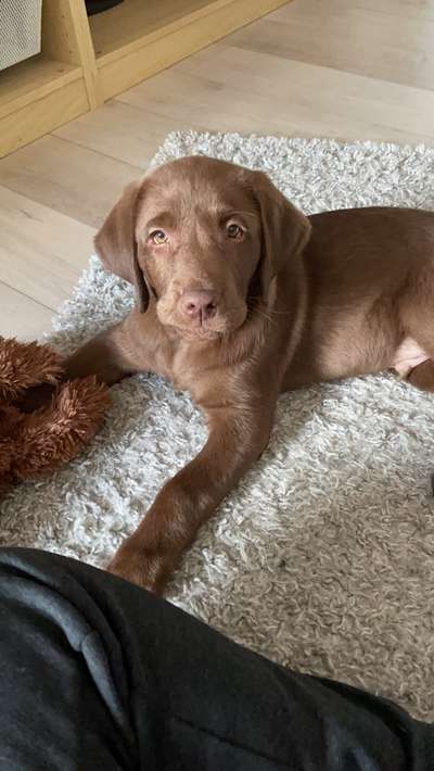 Labradorfans-Beitrag-Bild