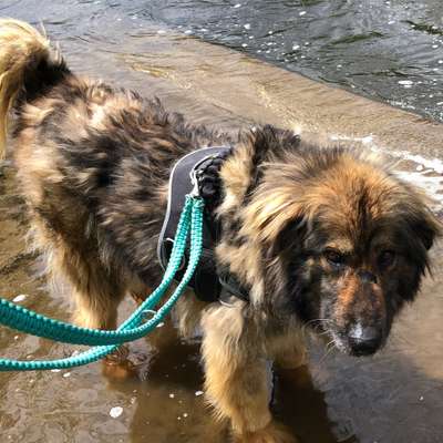 Auslandstierschutz-Beitrag-Bild