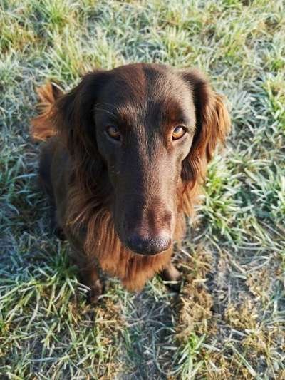 Seelenhunde-Beitrag-Bild