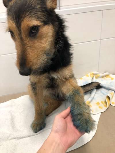 Dogorama Photo Challenge - Hundeblick zum hinschmelzen-Beitrag-Bild