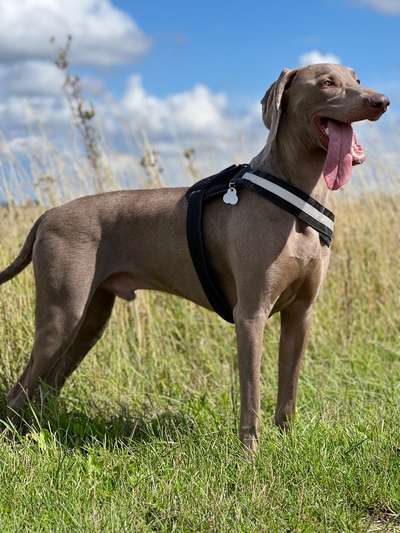 Hundetreffen-Spaciren-Bild