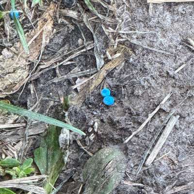 Giftköder-Auf den Wiesen sind blaue Granulate-Bild