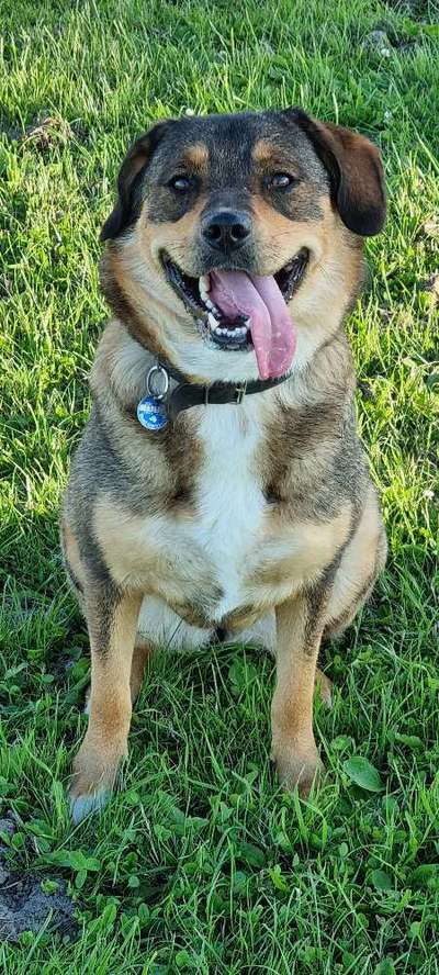 Mischlingshunde Foto Aufruf-Beitrag-Bild