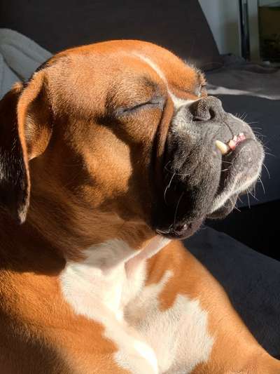 36. Handy Foto Challenge - Sonnenanbeter-Beitrag-Bild