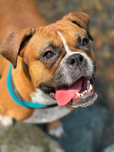 Boxer ???-Beitrag-Bild