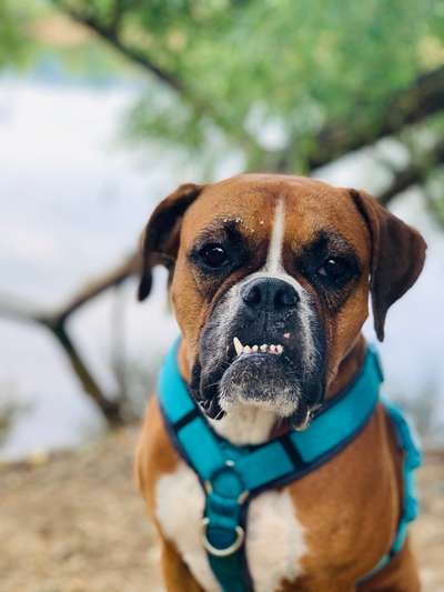 20. Collagen Challenge - "Lustige Schnappschüsse"-Beitrag-Bild