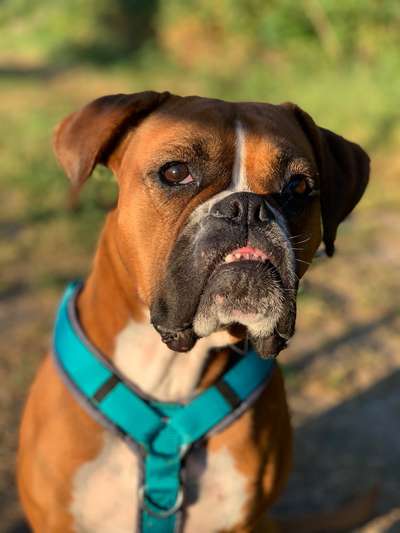 Deutsche Boxer-Beitrag-Bild