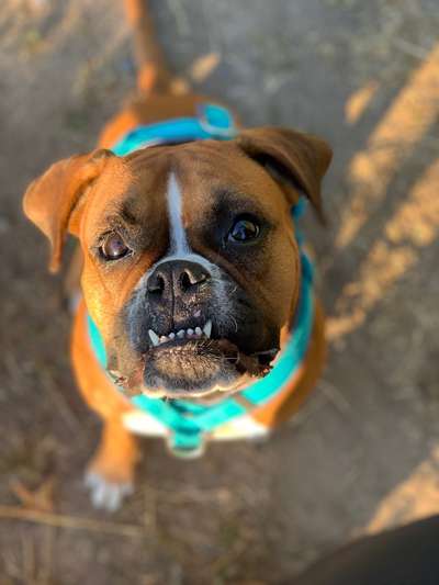 Hundebilder-Beitrag-Bild