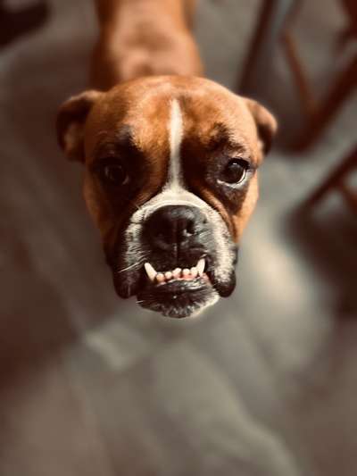 20. Collagen Challenge - "Lustige Schnappschüsse"-Beitrag-Bild