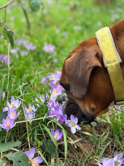 Dogorama Photo Challenge - die ersten Frühjahrsblumen-Beitrag-Bild