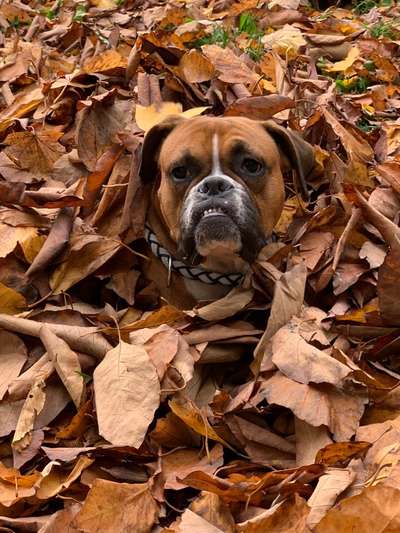 20. Collagen Challenge - "Lustige Schnappschüsse"-Beitrag-Bild