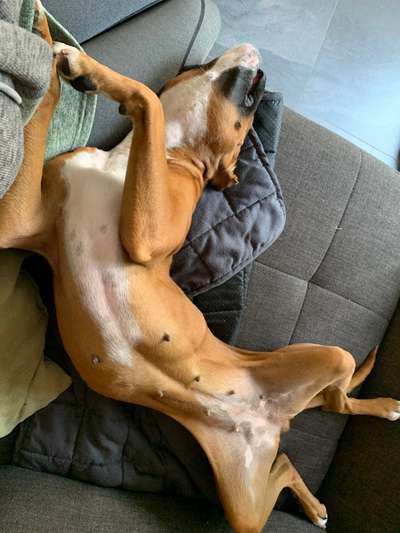 Dogorama Photo Challenge - Zeigt her eure Bäuche-Beitrag-Bild