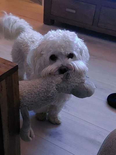 Dogorama Photo Challenge - Lieblingsspielzeug!-Beitrag-Bild