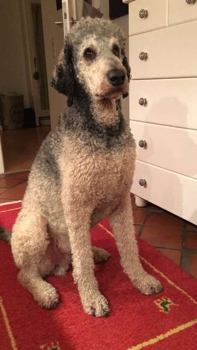 CHALLENGE NR. 19 - Der Hundeblick-Beitrag-Bild