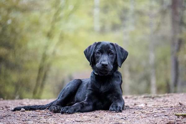 Welpen Bilder !-Beitrag-Bild