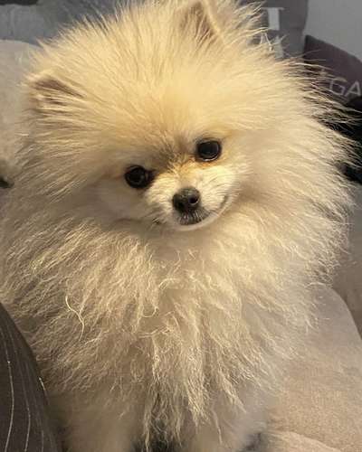 Pomeranian-Beitrag-Bild