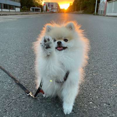 Hundetreffen-Jung Hunde treffen in Finnentrop und Umgebung-Bild