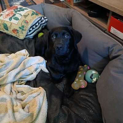 Hundetreffen-Welpentreffen in der nähe von Arzberg-Bild