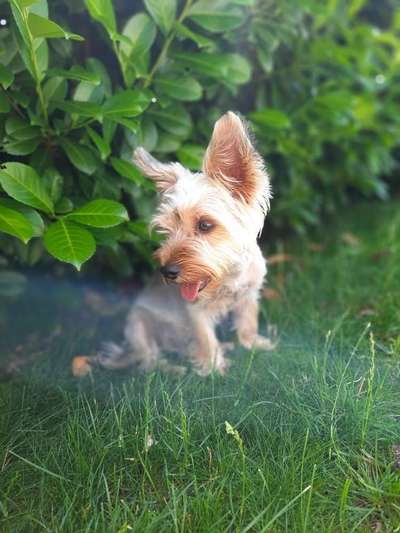 Hundetreffen-Gassirunden am Chiemsee-Bild