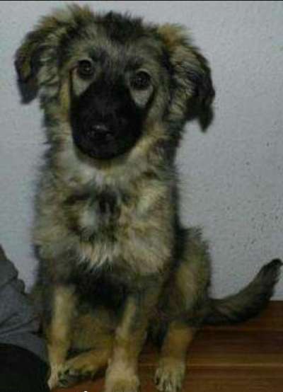 Welpen Bilder !-Beitrag-Bild