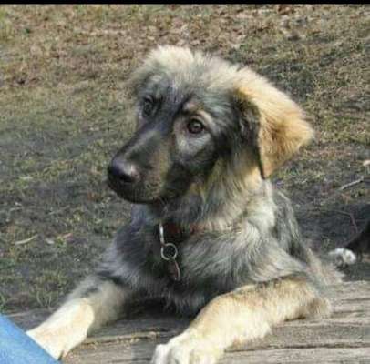 Welpen Bilder !-Beitrag-Bild