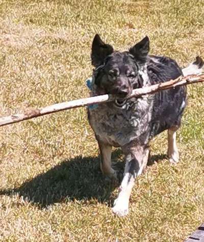 Fotochallenge No. 26                                     Wald und Wiese-Beitrag-Bild