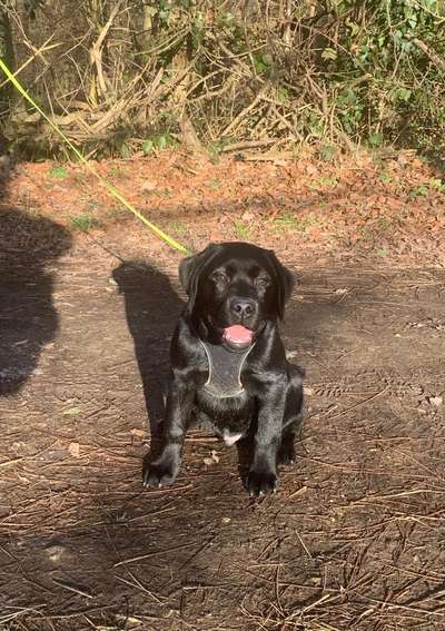 Hundetreffen-Gassirunde und  Hundetreff zum sozialisieren-Bild