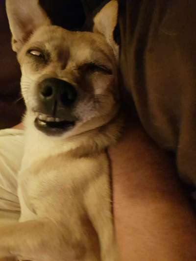 Zeigt eure verrücktesten Hundebilder-Beitrag-Bild