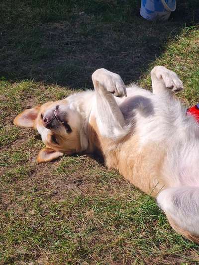 Hundetreffen-Gassi gehen/Sozialisierung-Bild