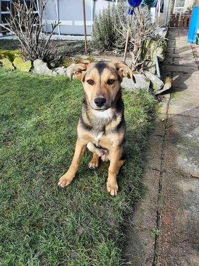 Welpen Bilder !-Beitrag-Bild