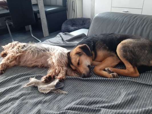 Körbchen / Hundebett-Beitrag-Bild