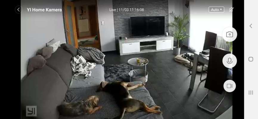 Wie lange sollte ein Hund alleine bleiben?-Beitrag-Bild