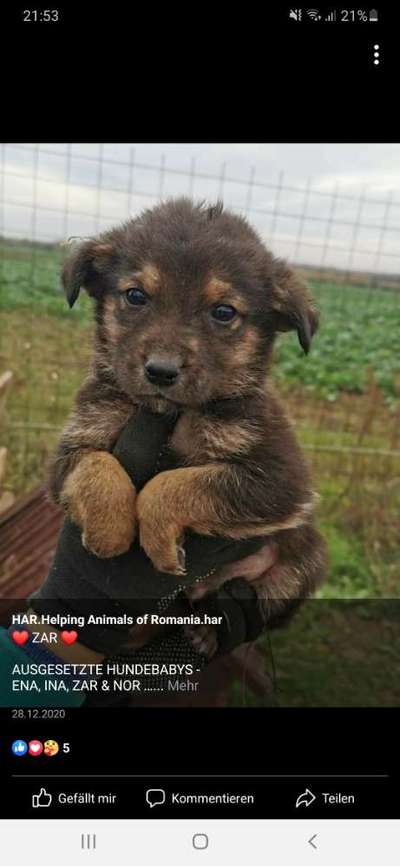 Welpen Bilder !-Beitrag-Bild