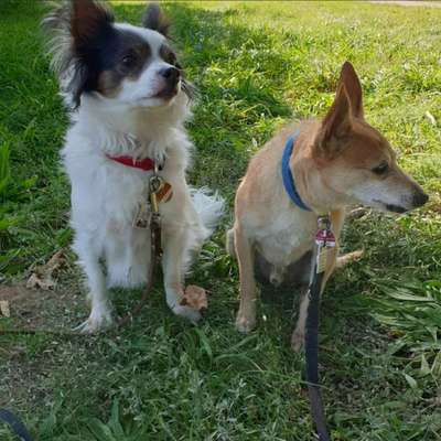 Hundetreffen-Spaziergänge in der Ohligser Heide-Bild